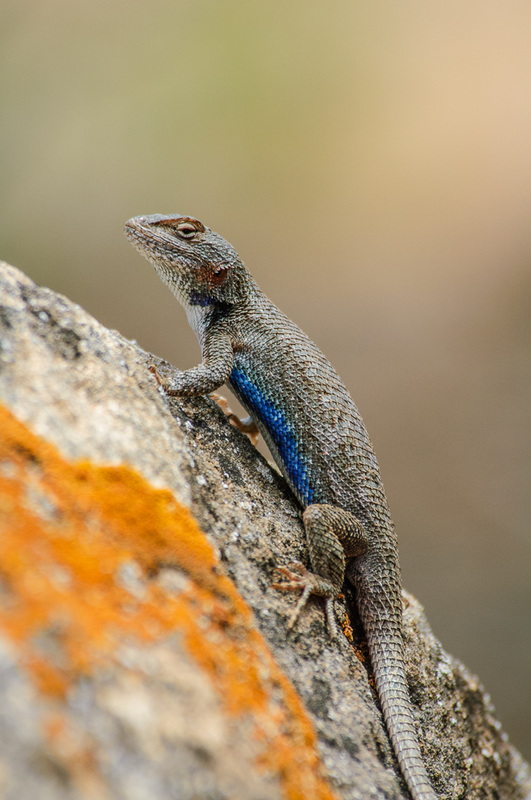 Blue Belly Lizard Animal Facts  Sceloporus occidentalis - A-Z Animals